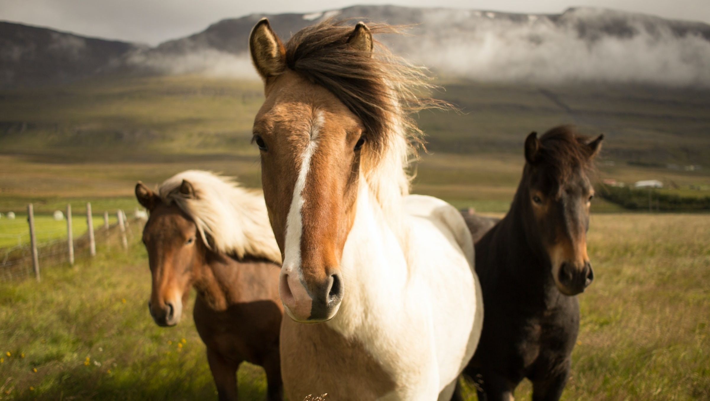 Tre hester på eng med fjell i bakgrunn