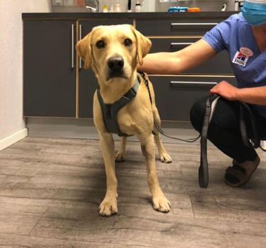 Hund hos veterinær