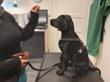 Hund på undersøkelsesbord