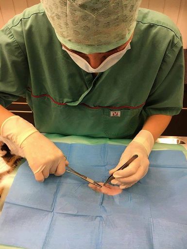 Operasjon katt