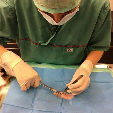Operasjon katt