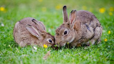 To kaniner på gressplen