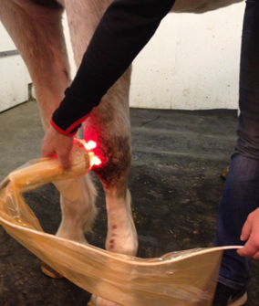 Hest får laserbehandling av veterinær