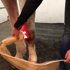 Hest får laserbehandling av veterinær
