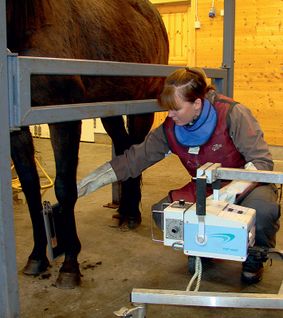 Undersøkelse av hest