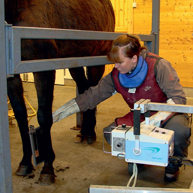 Undersøkelse av hest