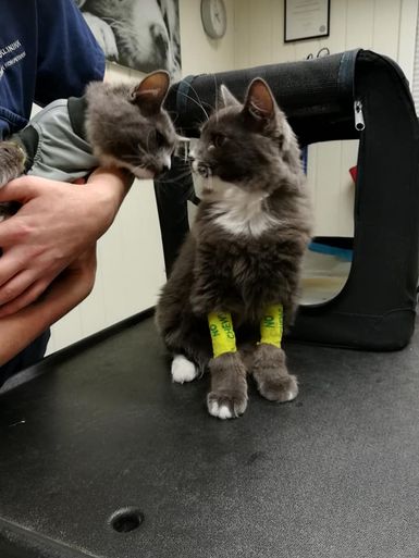 To katter på undersøkelsesbenk