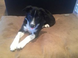 Hund ligger på sofa
