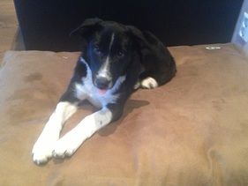 Hund ligger på sofa