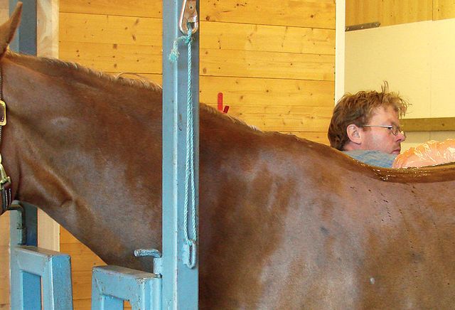 Hest får laserbehandling