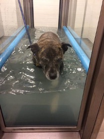 Hund i vanntredemølle