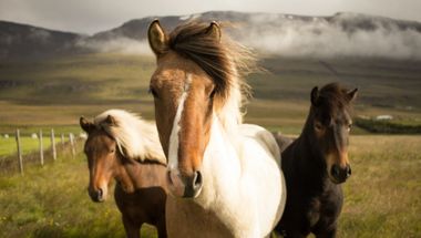 Tre hester på eng med fjell i bakgrunn