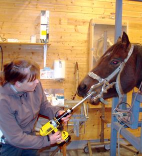 Hest får tannbehandling