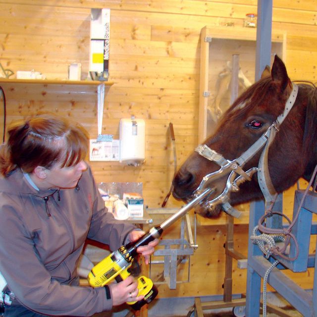 Hest får tannbehandling