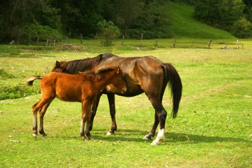 Hest og føll