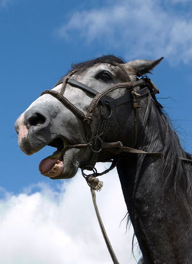 Hest viser tenner
