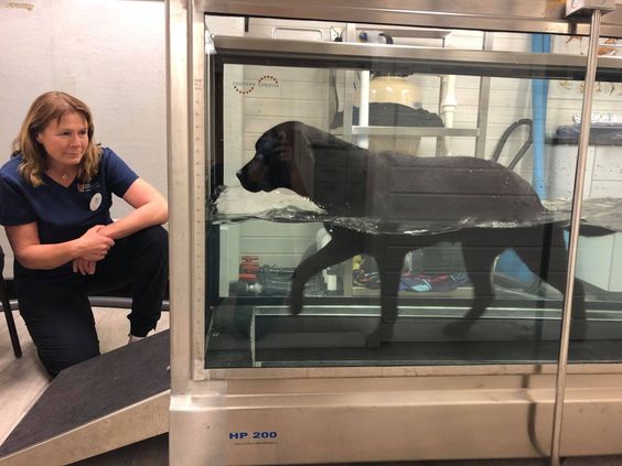 Hund går i vanntredemølle mens veterinær overvåker