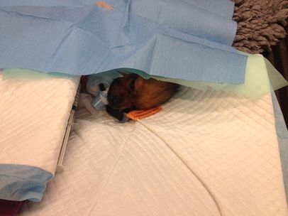 Operasjon hund