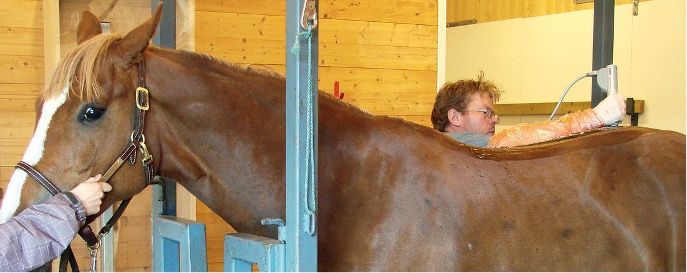 Hest får behandling av veterinær