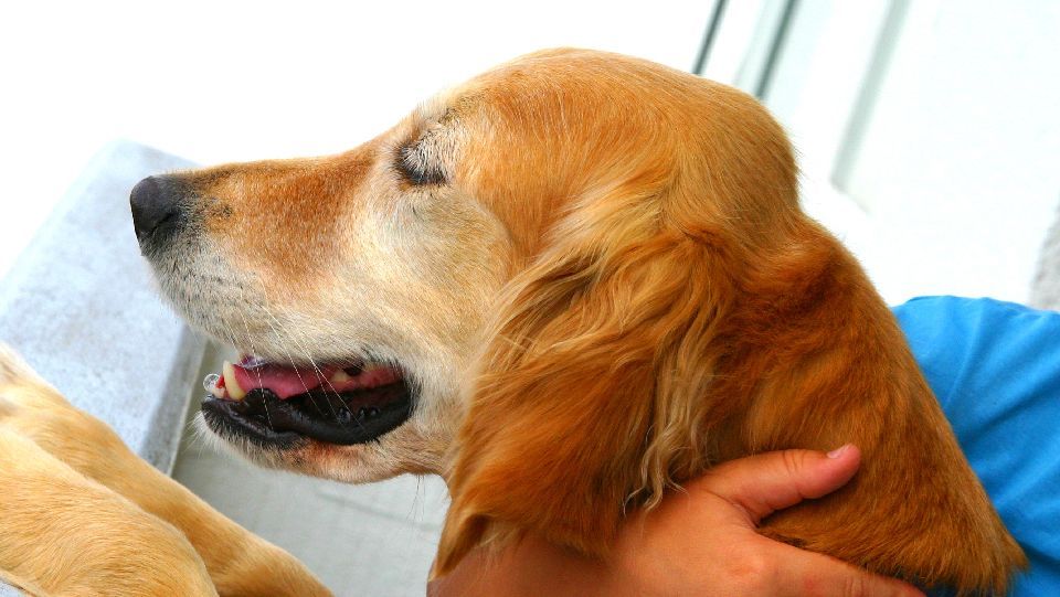 Hund med ørebetennelse