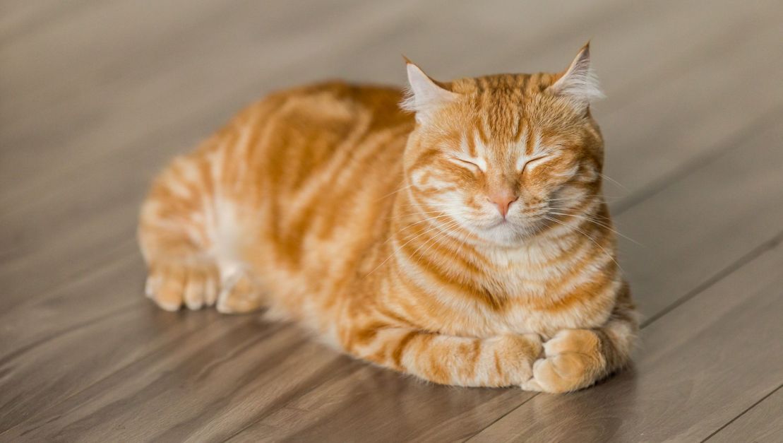 Rød katt sover på gulv