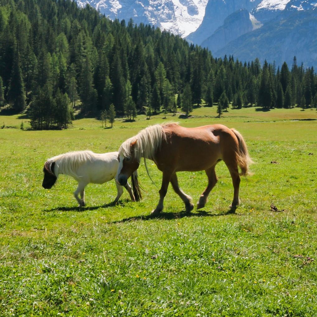 To hester på eng