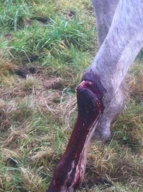 Hest med ny oppstått sårskade