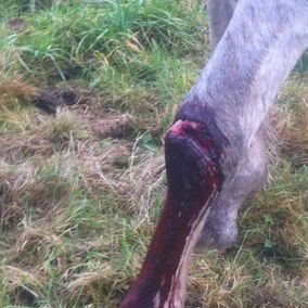 Hest med ny oppstått sårskade