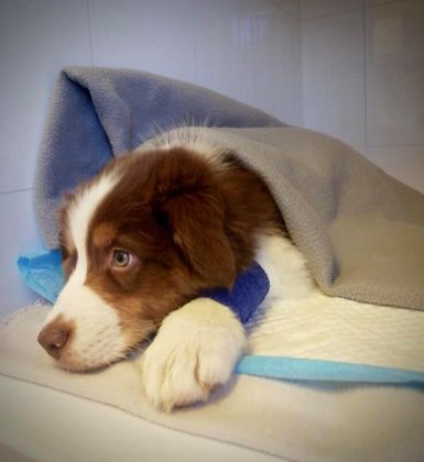 Hund ligger på benk