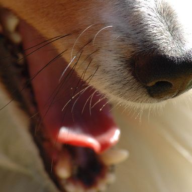 Hund med åpen munn