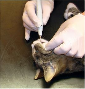 Katt får tannbehandling