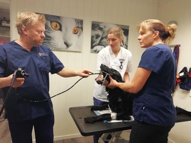 Veterinærer undersøker hund