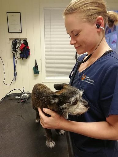Veterinær undersøker hund