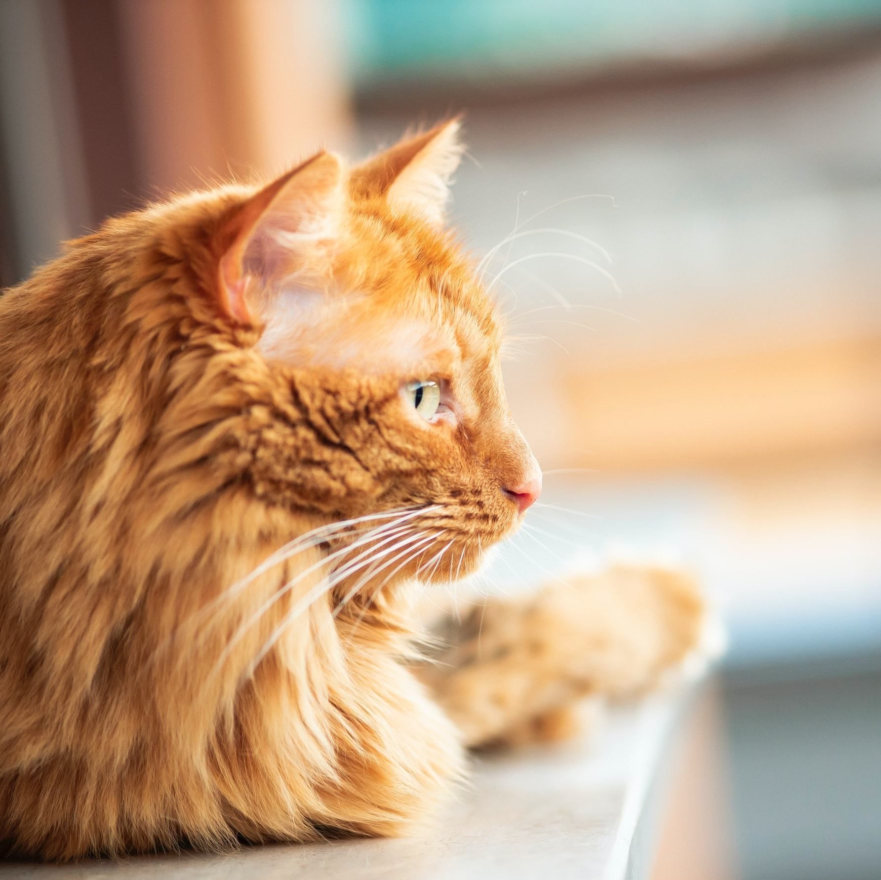 Katt ligger på bord