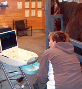 Veterinær jobber