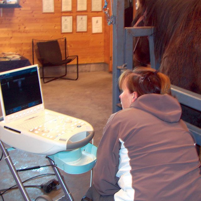 Veterinær jobber